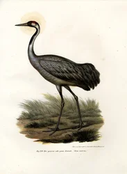 Euraziatische Kraanvogel, 1864
